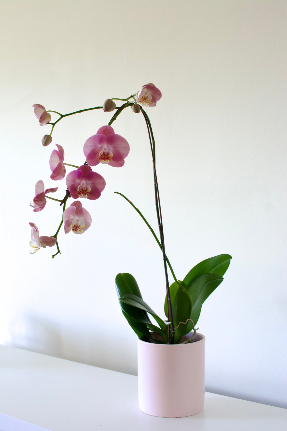 How to Care for Your Orchid in Brisbane | Petalogue
