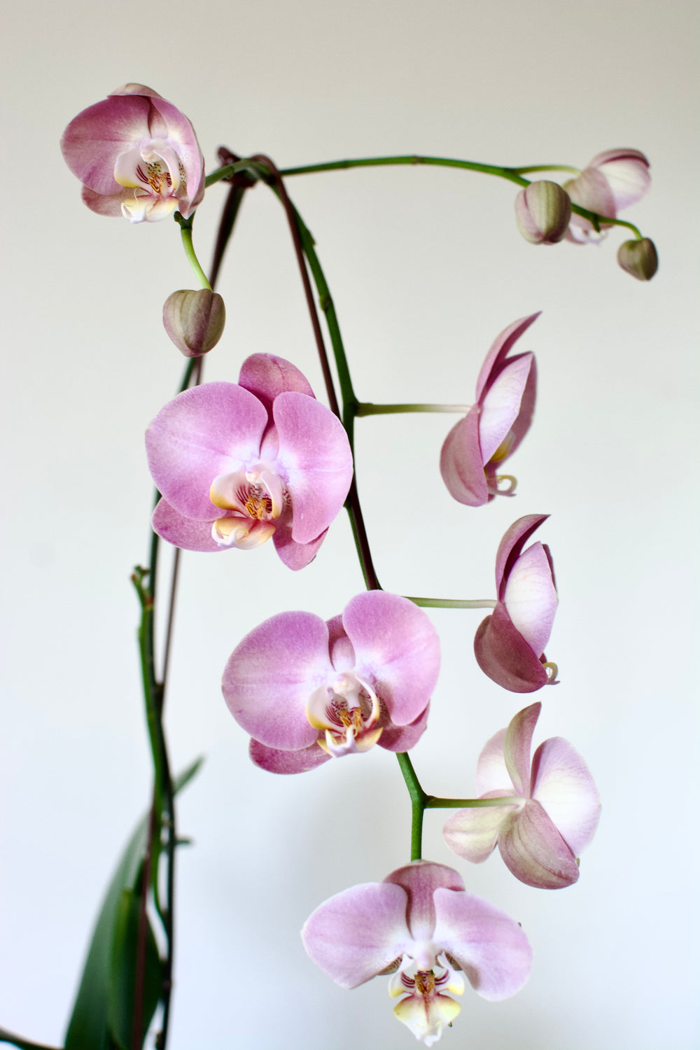 Potted Phalaenopsis Orchid