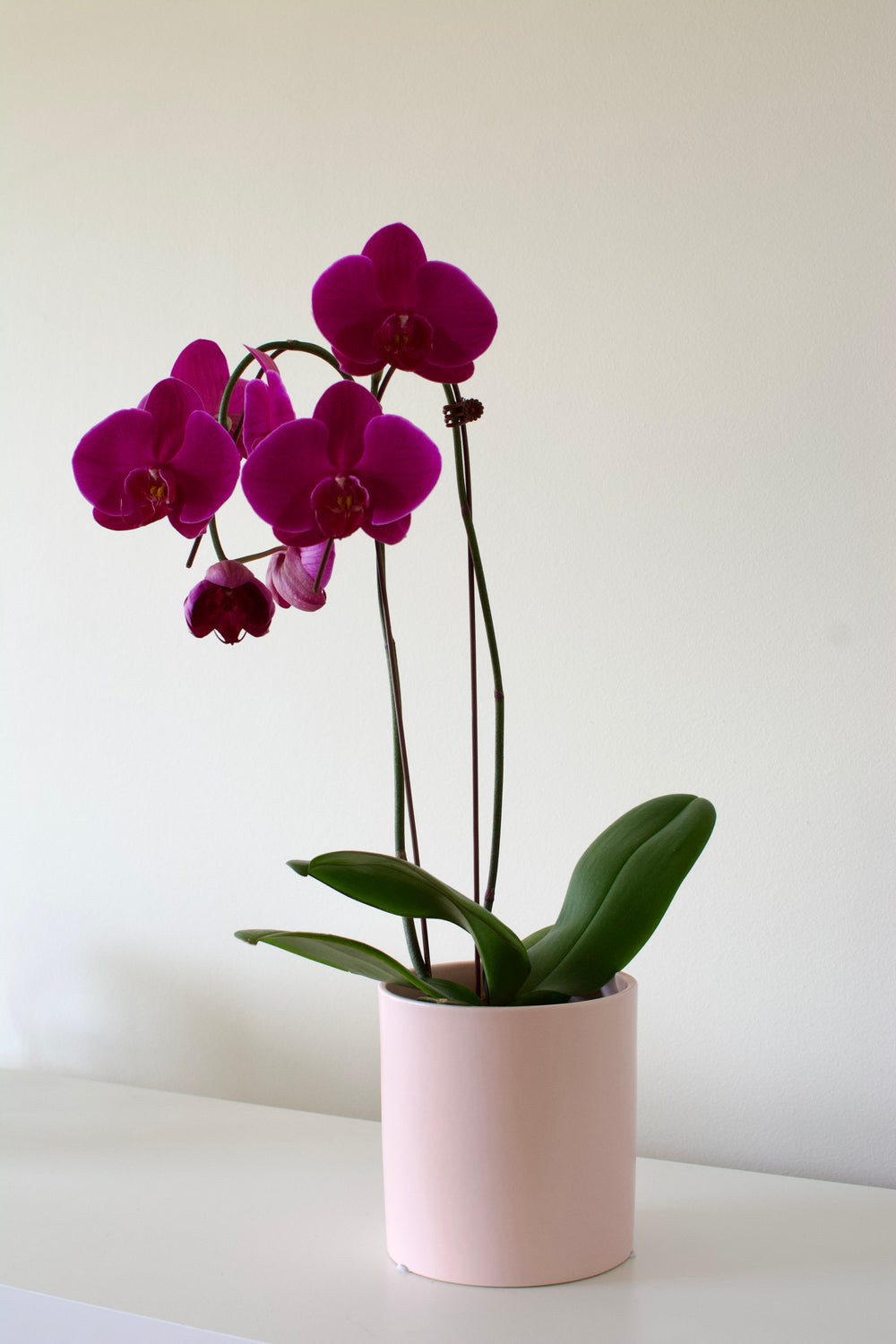 Potted Phalaenopsis Orchid