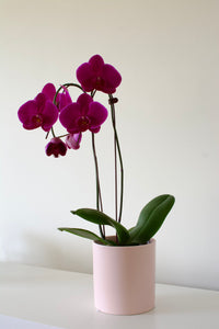Potted Phalaenopsis Orchid