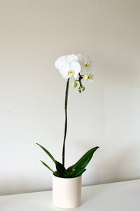 Potted Phalaenopsis Orchid