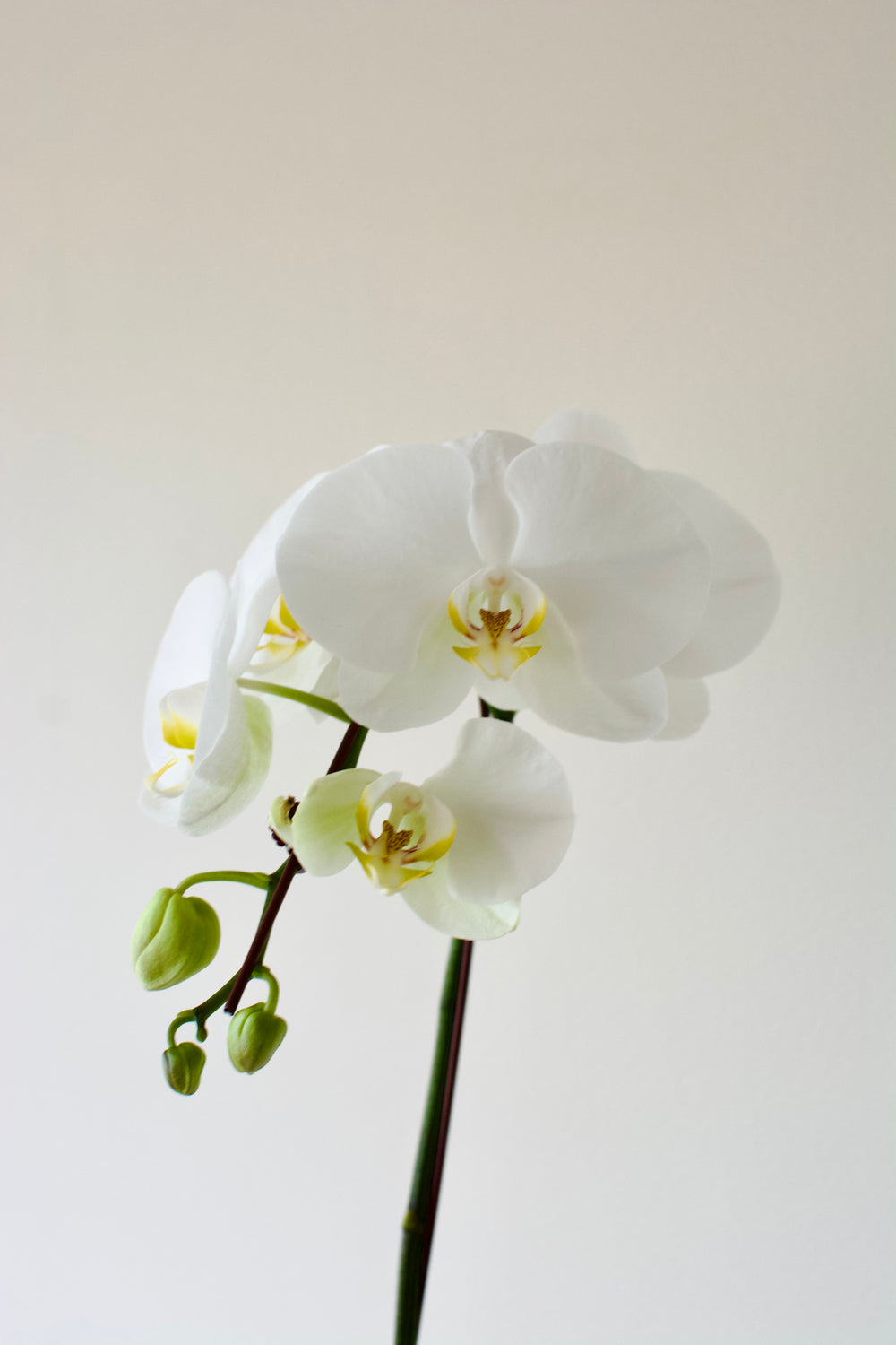 Potted Phalaenopsis Orchid