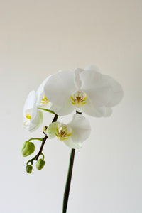Potted Phalaenopsis Orchid